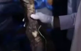 meat